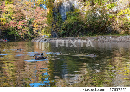 A trip to a boat trip in Ichinoseki, Ichinoseki, autumn leaves A trip to a boat trip in Ichinoseki, Ichinoseki, autumn leaves 57637251