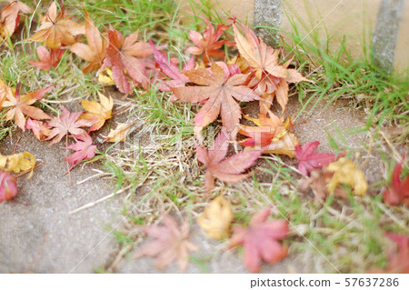 落葉1 57637286