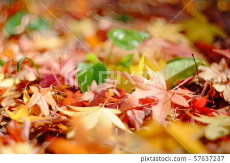 落葉2 57637287