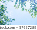 透明的葉子 57637289