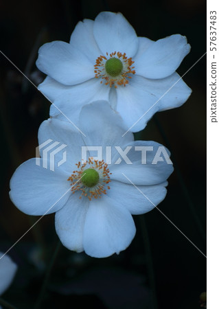 在Noyama靜靜地綻放 在Noyama靜靜地綻放 57637483