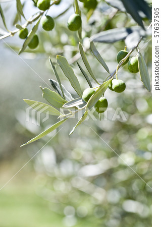 Olives on olive tree in autumn. Olives on olive tree in autumn. 57637505