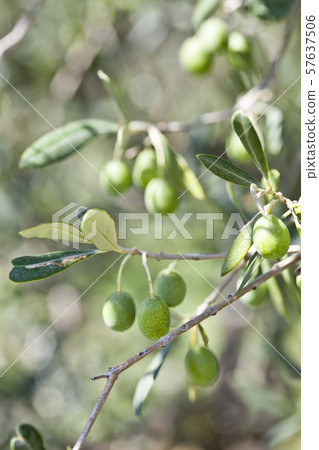Olives on olive tree in autumn. 57637506