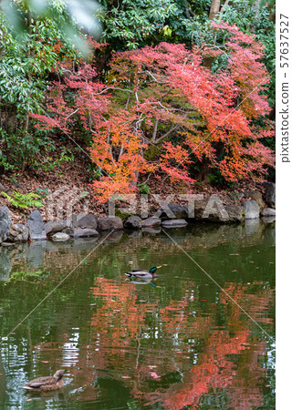 Ducks swimming on the surface of the water, Kyoto Gyoen Autumn Autumn leaves Kyoto 57637527