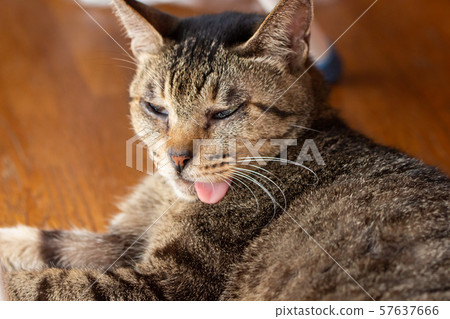 一隻伸出舌頭的貓 57637666