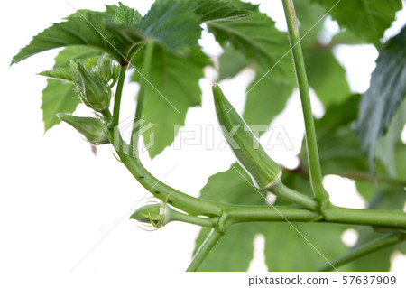Bud, Flower, Healthy Eating 57637909