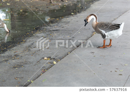 Adult Goose in the farm Adult Goose in the farm 57637916