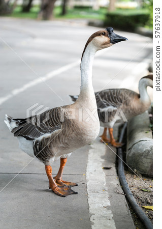 Adult Goose in the farm Adult Goose in the farm 57637918