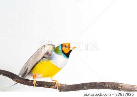 Gouldian finch Bird 57637920