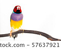 Gouldian finch Bird 57637921
