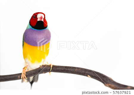 Gouldian finch Bird 57637921