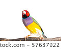 Gouldian finch Bird 57637922