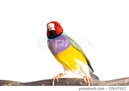 Gouldian finch Bird 57637922