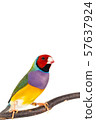 Gouldian finch Bird 57637924