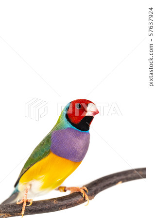Gouldian finch Bird 57637924