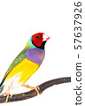 Gouldian finch Bird 57637926