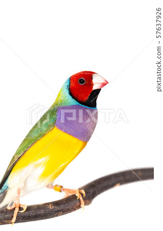 Gouldian finch Bird 57637926