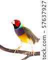 Gouldian finch Bird 57637927