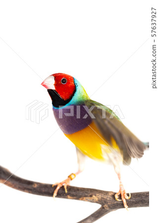 Gouldian finch Bird 57637927