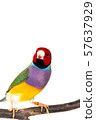 Gouldian finch Bird 57637929