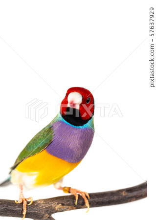 Gouldian finch Bird 57637929