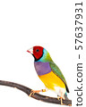 Gouldian finch Bird 57637931