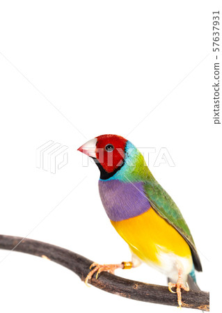 Gouldian finch Bird 57637931