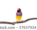 Gouldian finch Bird 57637934