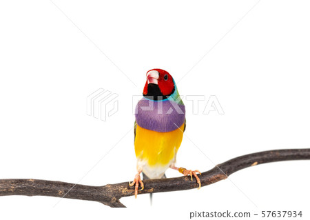 Gouldian finch Bird 57637934