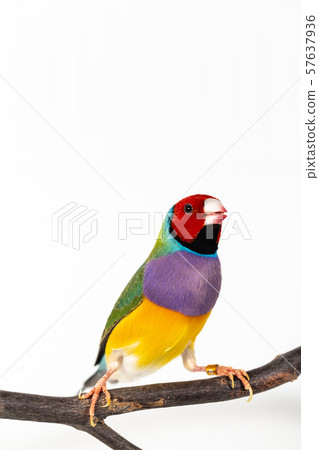 Gouldian finch Bird 57637936