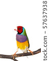 Gouldian finch Bird 57637938