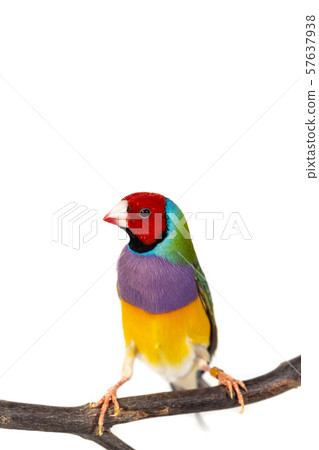 Gouldian finch Bird 57637938