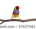 Gouldian finch Bird 57637941