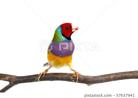 Gouldian finch Bird 57637941