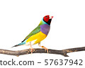 Gouldian finch Bird 57637942