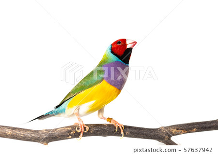 Gouldian finch Bird 57637942