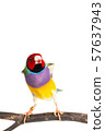 Gouldian finch Bird 57637943