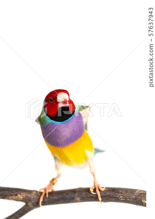 Gouldian finch Bird 57637943