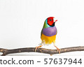 Gouldian finch Bird 57637944