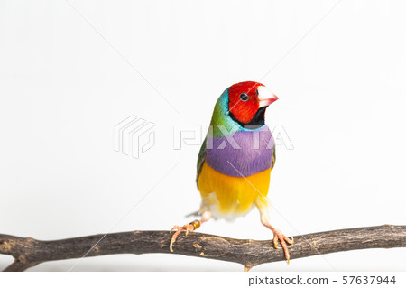 Gouldian finch Bird 57637944
