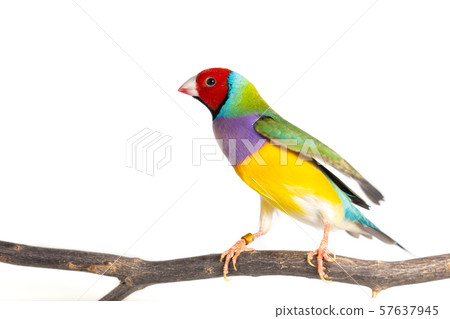 Gouldian finch Bird 57637945