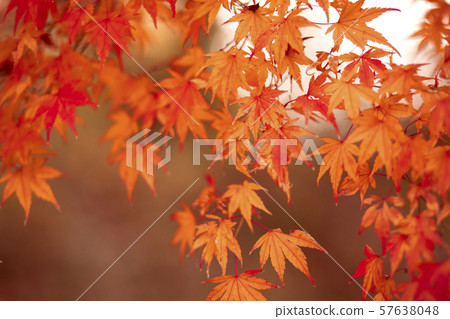 Autumn leaves maple autumn 57638048