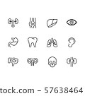 Human internal organs line set icons. Medical anatomical symbols. Modern physiological conceptual 57638464