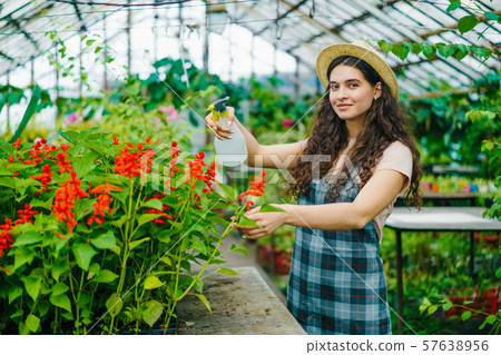 Portrait of pretty girl farmer using spray bottle in greenhouse watering flowers Portrait of pretty girl farmer using spray bottle in greenhouse watering flowers 57638956
