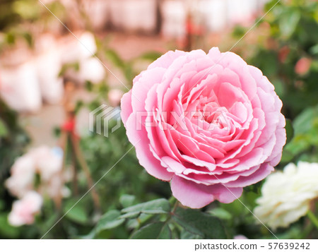 Beautiful pink rose in the rose garden.  Beautiful pink rose in the rose garden.  57639242