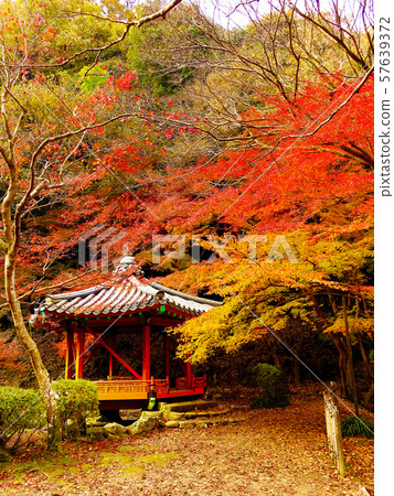 Momijidani Park (Yamaguchi Prefecture: Iwakuni) 57639372