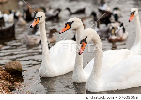 A herd of white swans in a swimming lake in a city 57639669