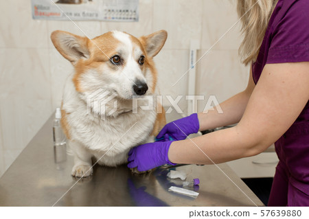 Professional veterinarian vaccines corgi breed dog Professional veterinarian vaccines corgi breed dog 57639880