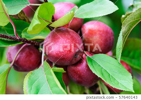 Red apples on the tree Red apples on the tree 57640143