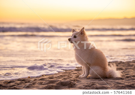 can dogs go to santa monica beach